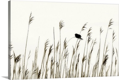 Bird in the Grass 1