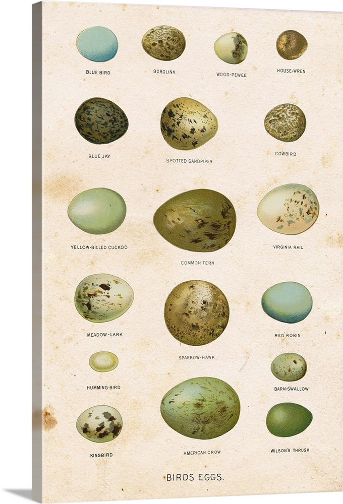 Illustration of an assortment of bird eggs of different colors and sizes.