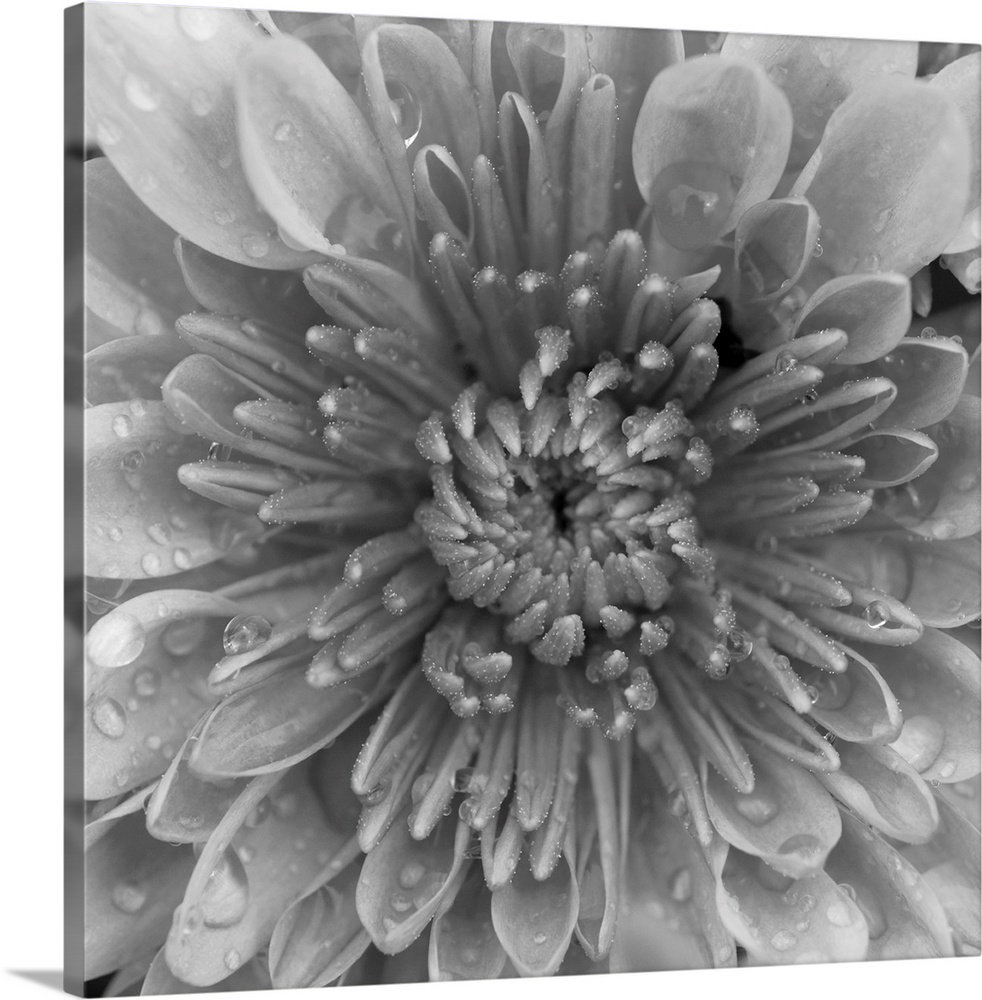 This large square piece is a closely taken photograph of the center of a mum flower.