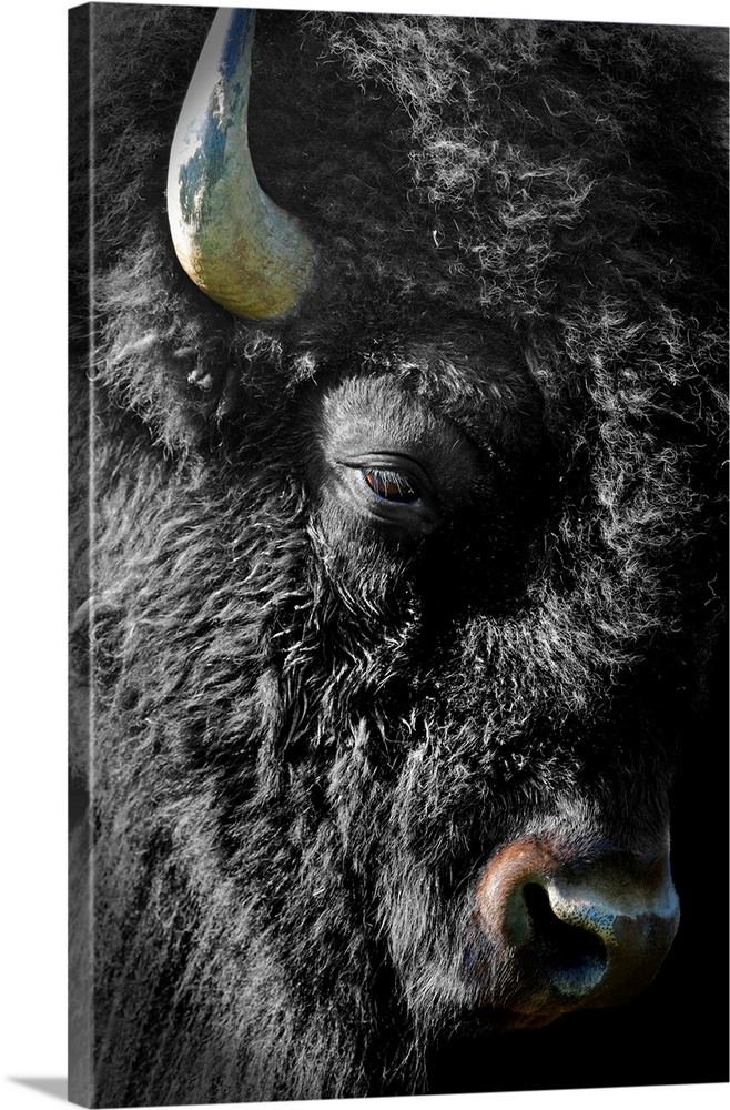 Black Bison
