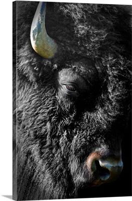 Black Bison