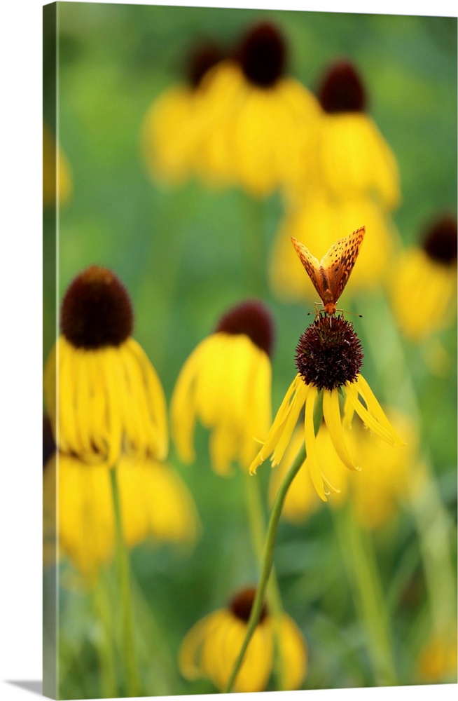Black Eyed Susan I