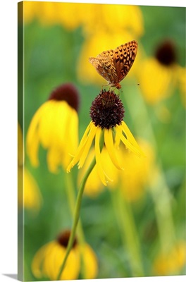 Black Eyed Susan II