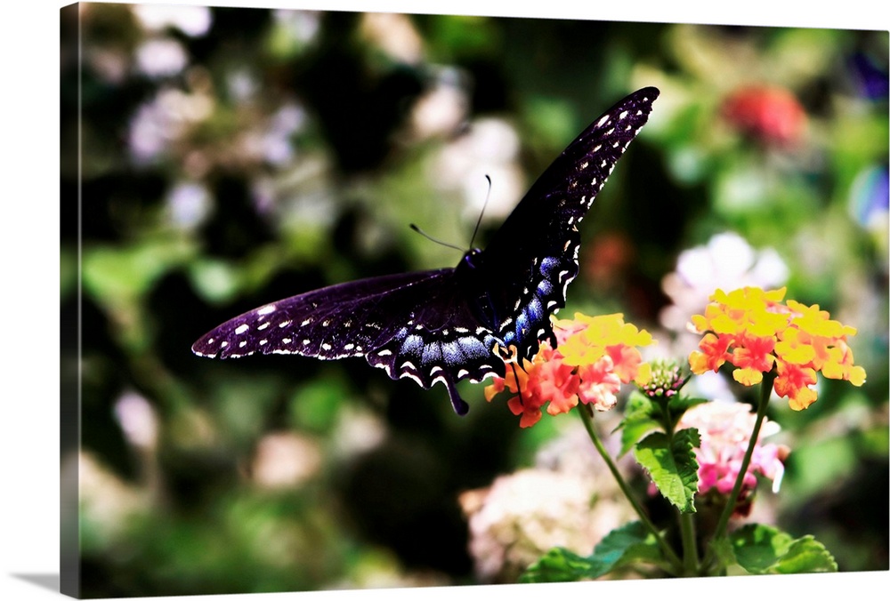 Black Swallowtail - 2