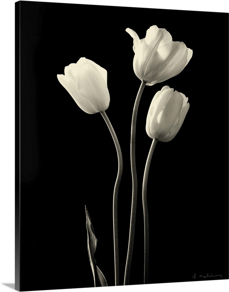 Botanical Elegance Tulips - mini