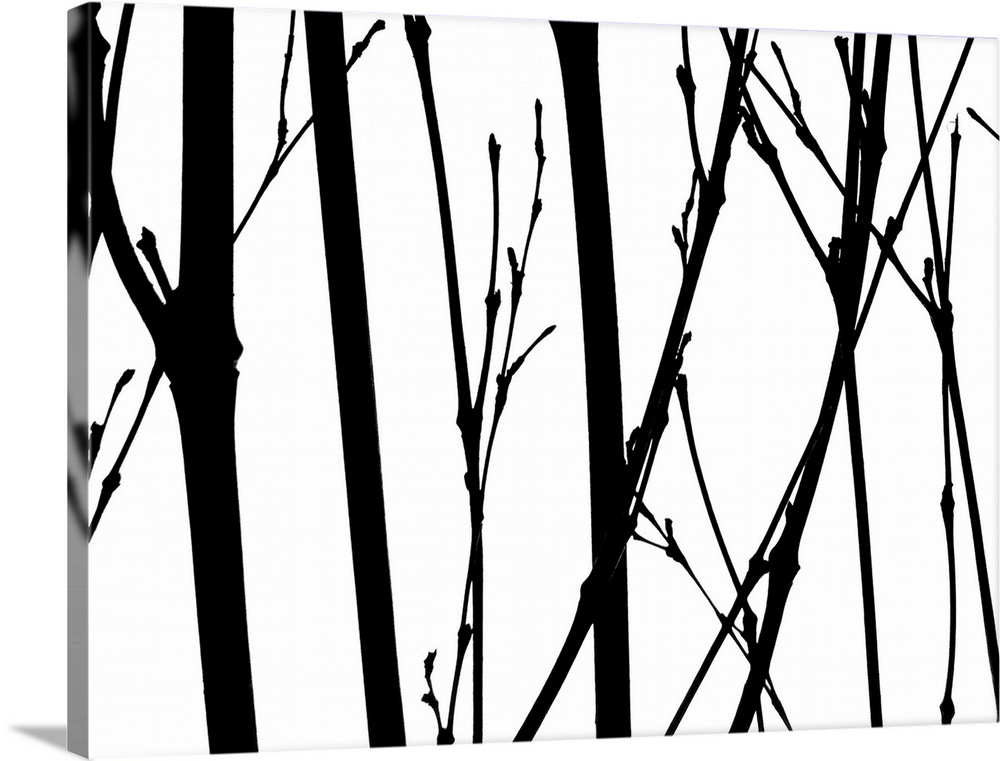 Silhouettes of several thin branches on a white background.