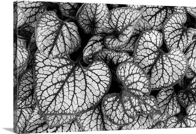Brunnera Leaves