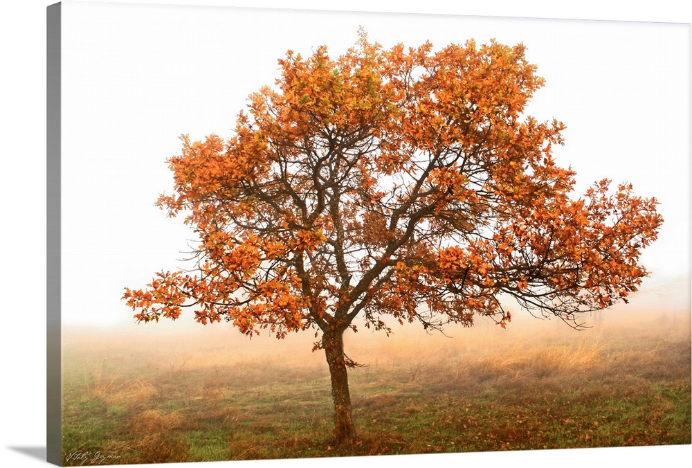Nature photo of a single oak tree with turning color leaves in the middle of a foggy pasture.