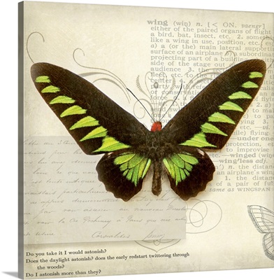Butterflies Script VI