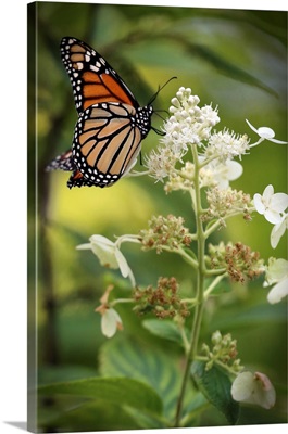 Butterfly & Blooms