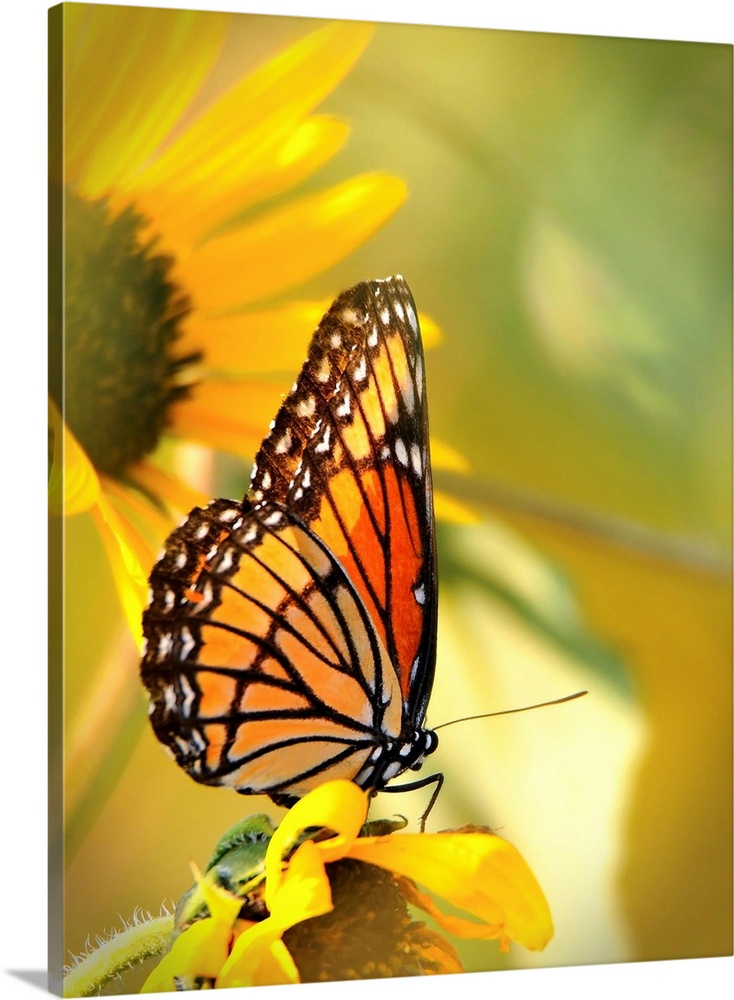 Butterfly & Sunflower II