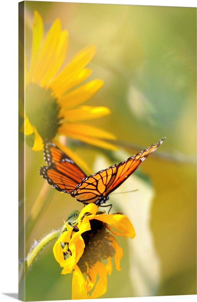 Butterfly & Sunflower III