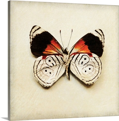 Butterfly XII