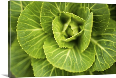 Cabbage Detail