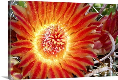 Cactus Flower IV
