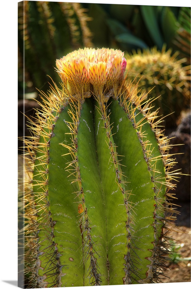 Cactus Flowers I