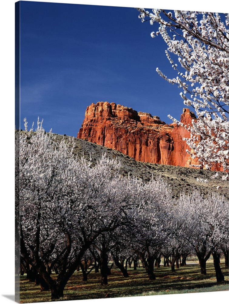 Landscape photograph of orchard trees with white blossoms and a rock formation from Capitol Reef National Park in the back...