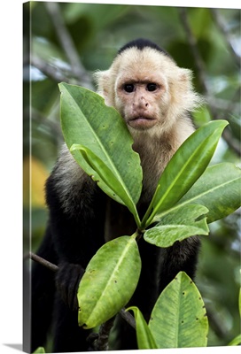 Capuchin Monkey I