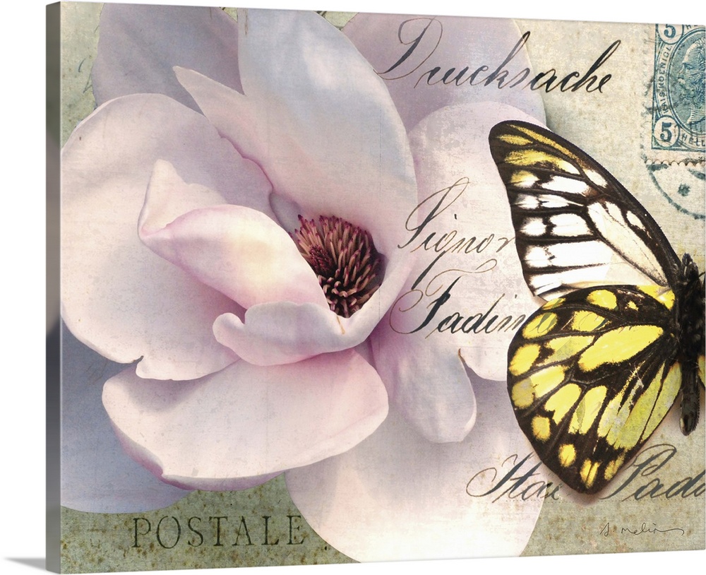 Carte Postale Magnolia II