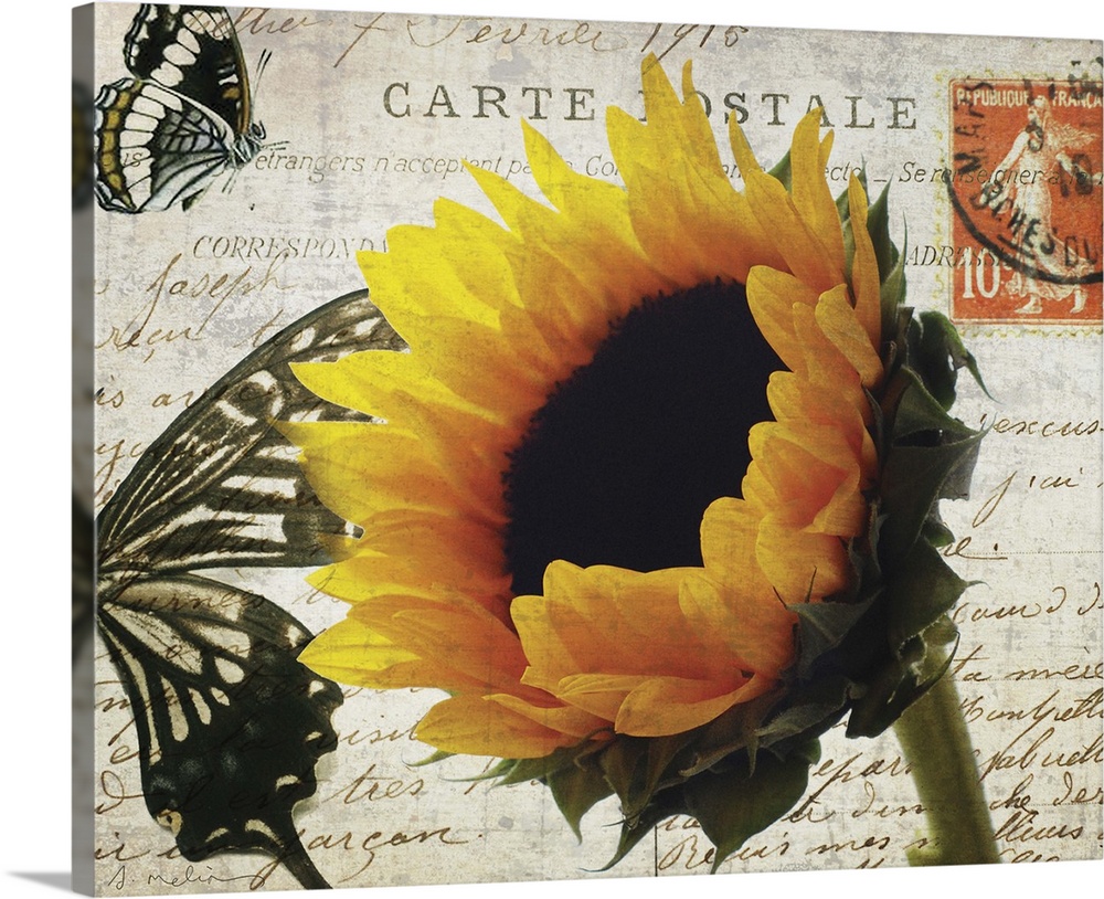 Carte Postale Sunflower