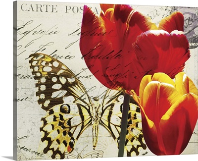 Carte Postale Tulip II