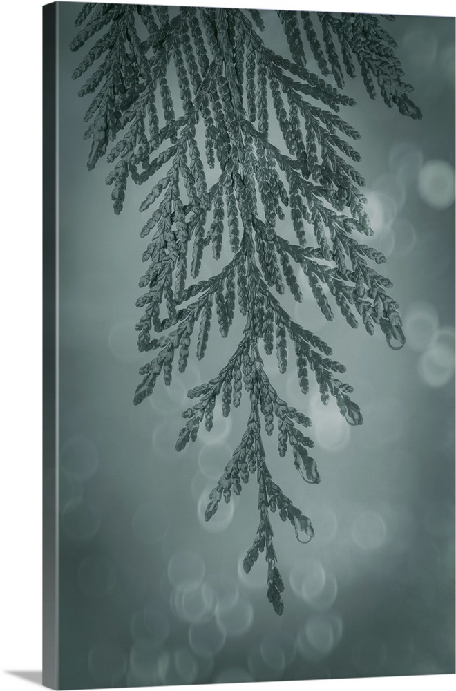 Western Red Cedar Bough