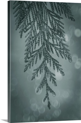Cedar Bough I