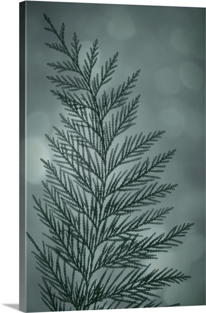 Western Red Cedar Bough