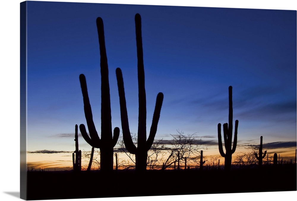 Saguaro cacti at sunset in Saguaro National Park, Arizona
