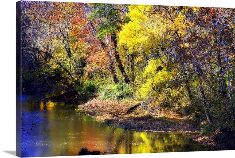 Colorful trees in autumn colors on the edge of a stream in a forest.