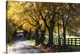 image thumbnail of A gravel road in the countryside lined by colorful trees during the fall.