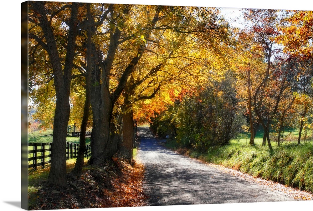 A gravel country road is shaded by tall trees in the autumn and surrounded on both sides by gently rolling fields in this ...