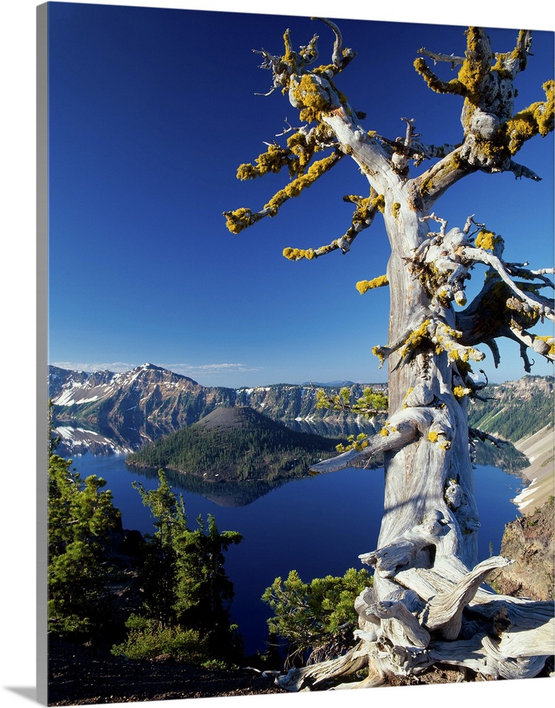 A tree growing at the edge of Crater Lake in Oregon.