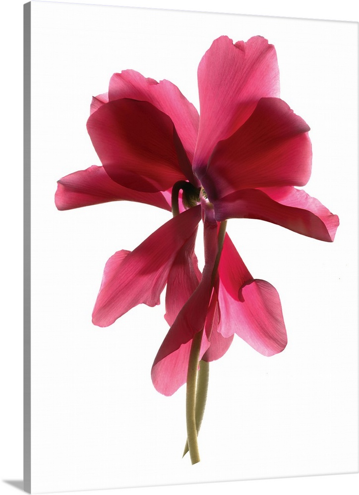 Photograph of a red Cyclamen flower with transparent petals on a solid white background.