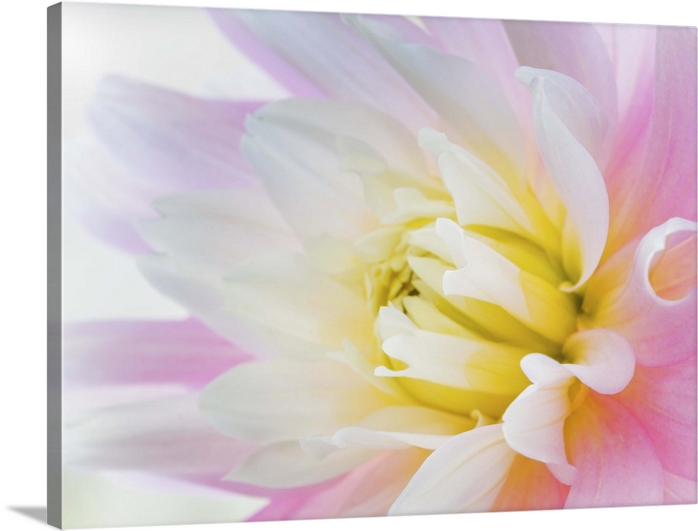 Close up of the center of a pastel-colored dahlia flower.