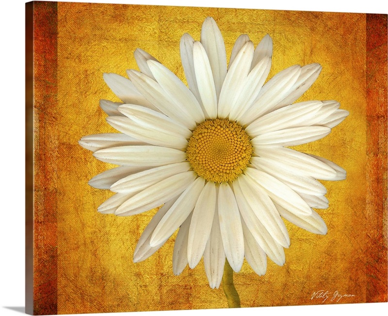 Daisy in Gold Wall Art, Canvas Prints, Framed Prints, Wall Peels