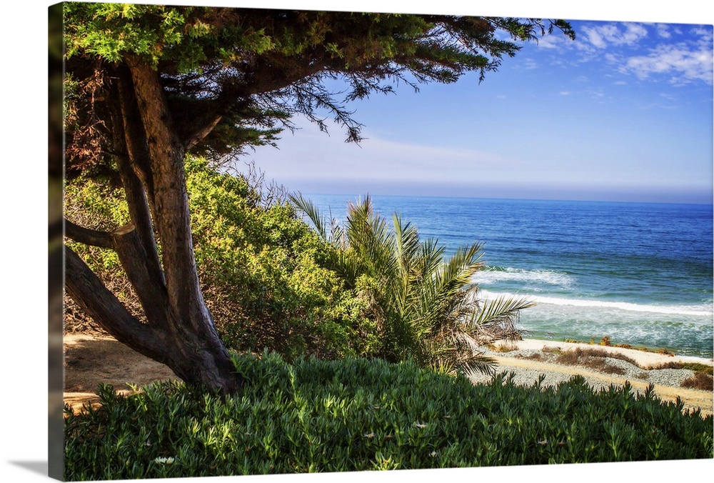 Landscape photograph of the ocean framed with a tree on the left at Del Mar Beach, California.