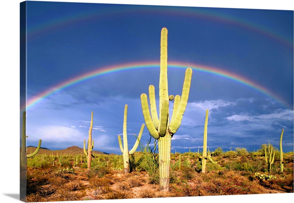 Photograph of a double rainbow over a desert full of cacti.