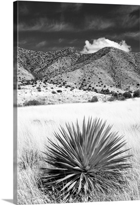 Desert Grasslands II - Black and White