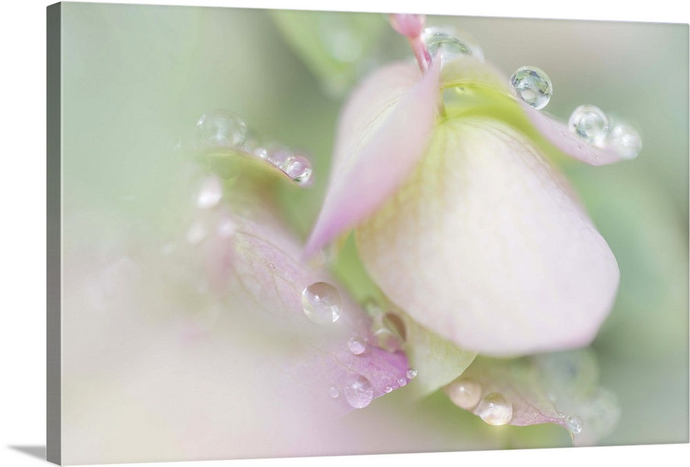 Small round water droplets on oregano petals in soft light.