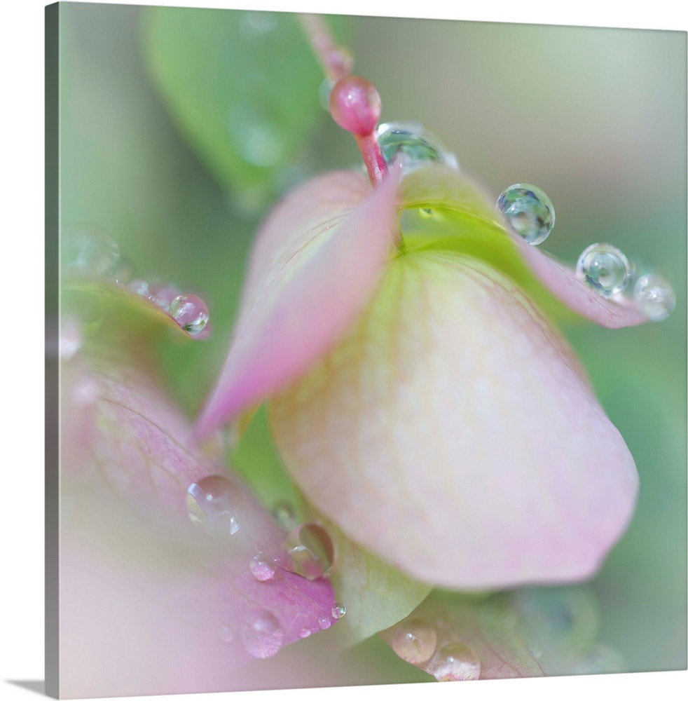 Small round droplets of dew on the petals of a pink flower.