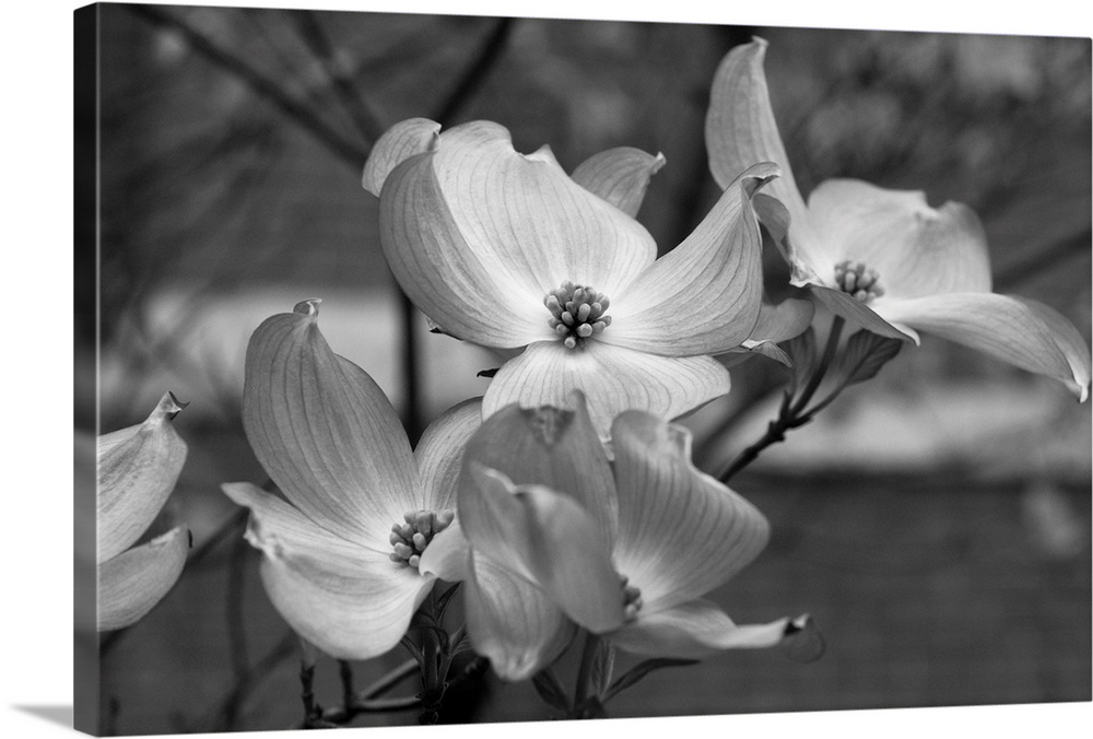 Dogwood Blossoms Black and White I