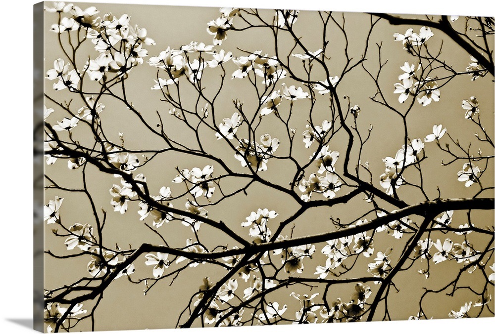 Dogwood I Wall Art, Canvas Prints, Framed Prints, Wall Peels Great