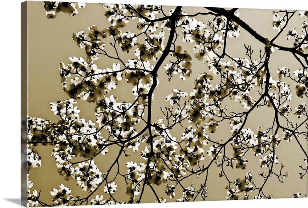 A monochromatic, horizontal photograph of tree branches covered with blossoms in spring against a clear sky.