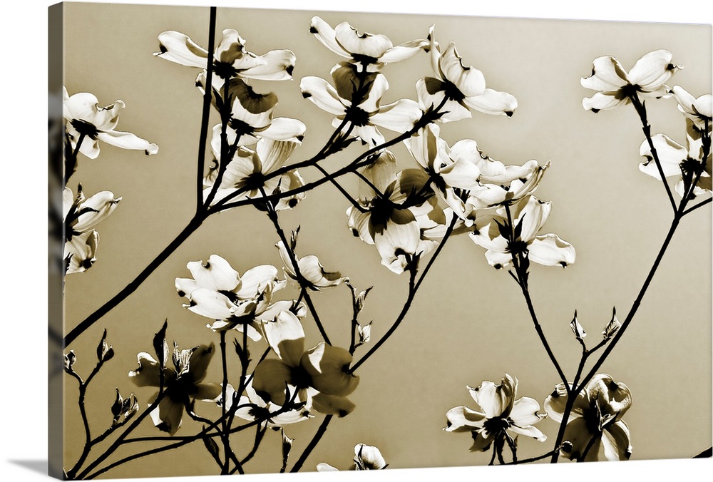 Spring blossoms on twiggy branches silhouetted against the sky reaching towards the sun in this horizontal photograph.
