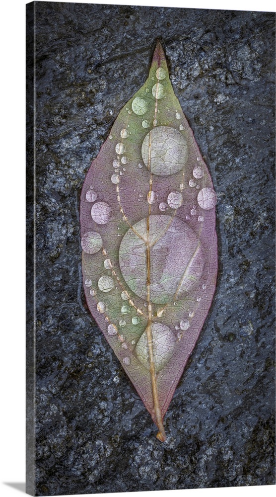 Close up of a dogwood leaf covered in rain drops.