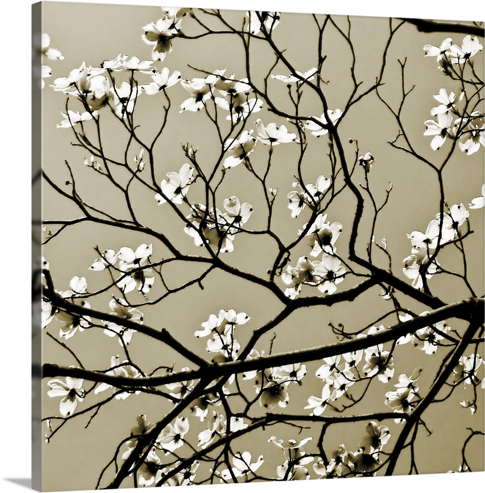 Square photograph on a large wall hanging of blooming branches of a Dogwood tree in the sunlight.