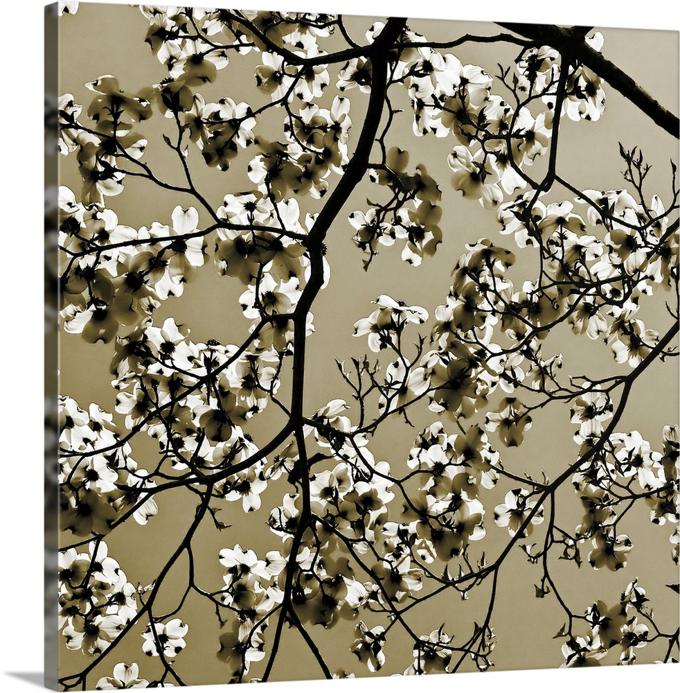 Square, oversized photograph of small branches of a dogwood tree with many clusters of blooms in the sunlight.