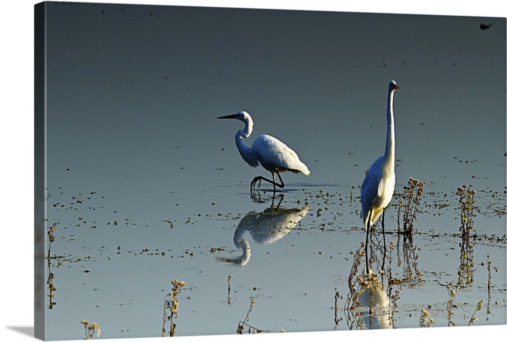 Early Morning Egrets 2