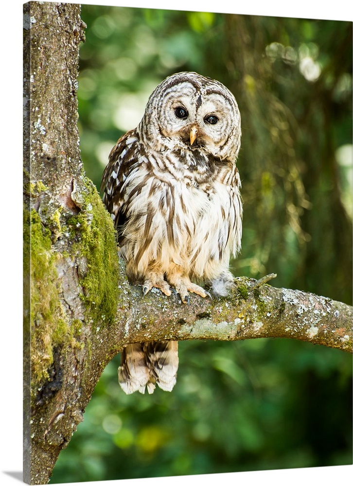 Wildlife photograph of an owl on a mossy tree branch in the woods.
